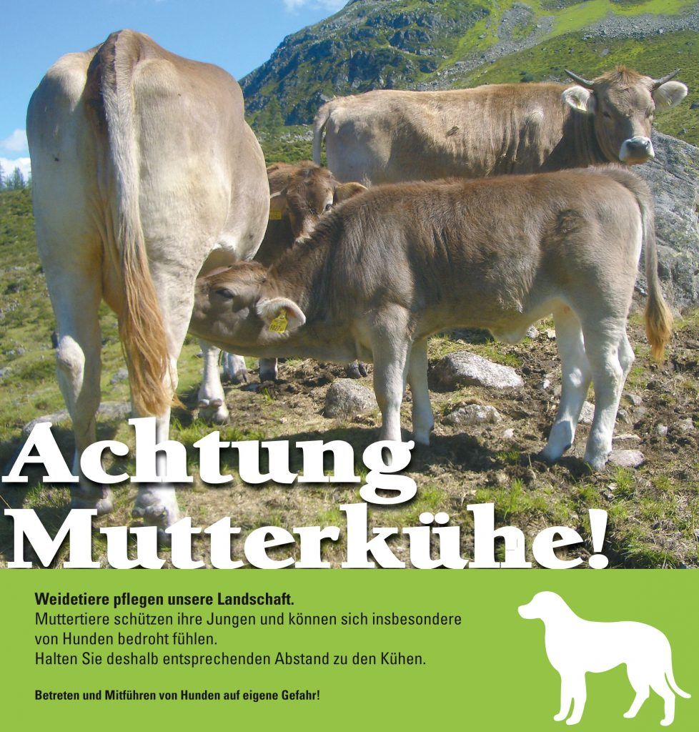 Schockstarre nach Kuhattacke-Urteil