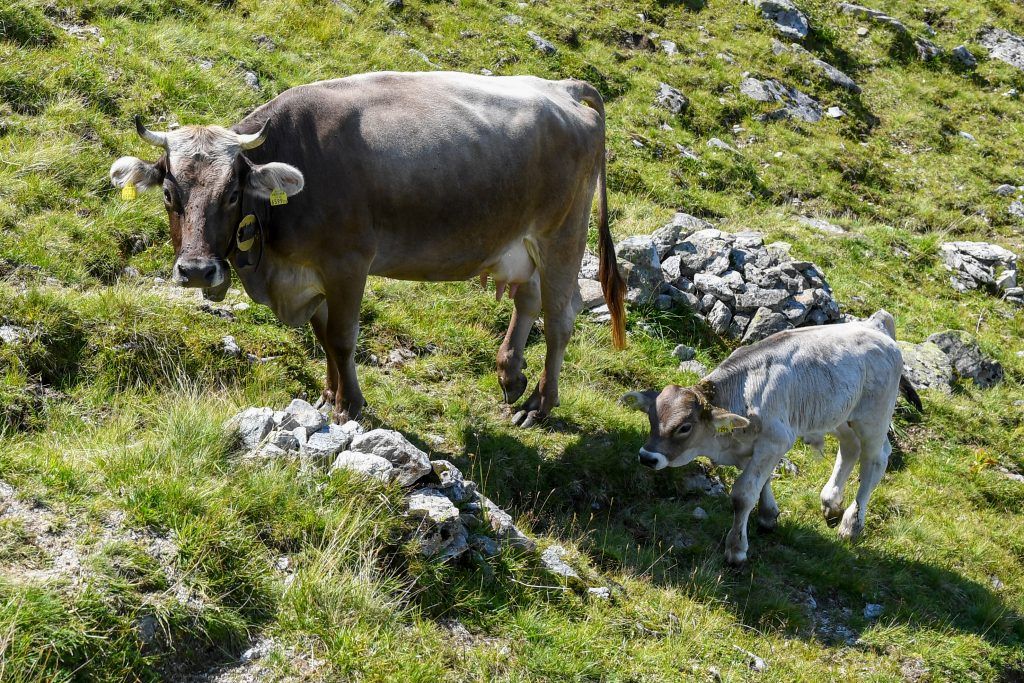 Aufruf zu neuem Gesetz nach Kuhurteil