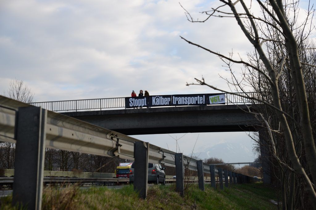 Kein Ende der Kälbertransporte