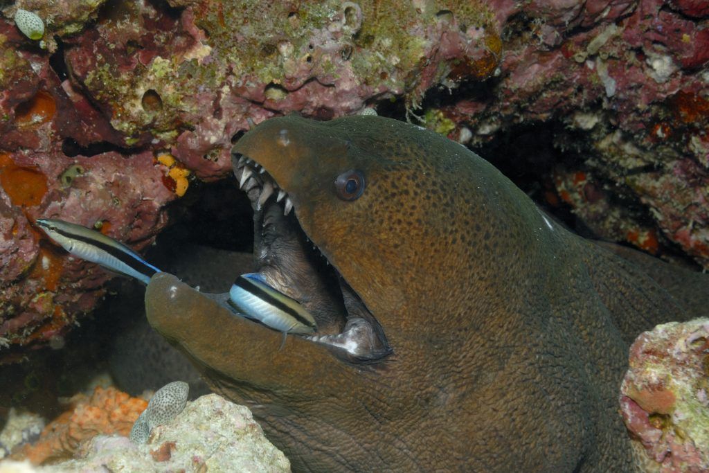 Auch Fische haben Gefühle