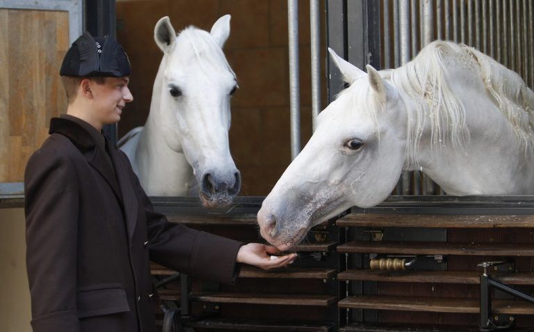 A horse rider feeds a Lipizzaner horse with sugar at the Spanish Riding School in Vienna April 18, 2012. Every Lipizzaner horse receives individual care and attention, a regular work schedule and a specially created food plan. The supply of revitalising water, magnet therapy covers and solariums with infrared and ultraviolet light complete their daily wellness program. REUTERS/Lisi Niesner (AUSTRIA - Tags: ENTERTAINMENT SOCIETY ANIMALS)