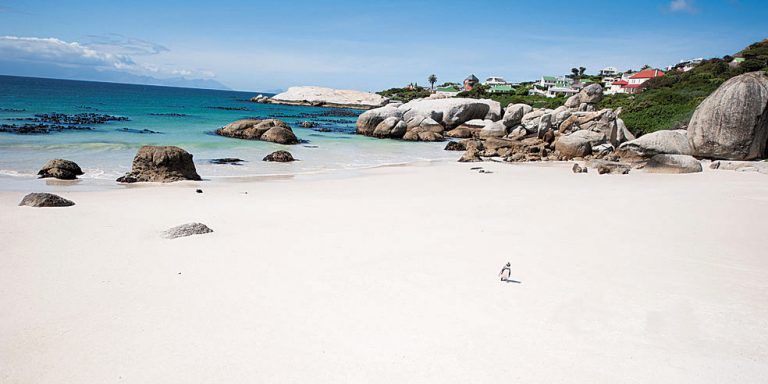 Am Boulders Beach haben sich vor vielen Jahren die berühmten Brillenpinguine angesiedelt. Foto: beate Rhomberg