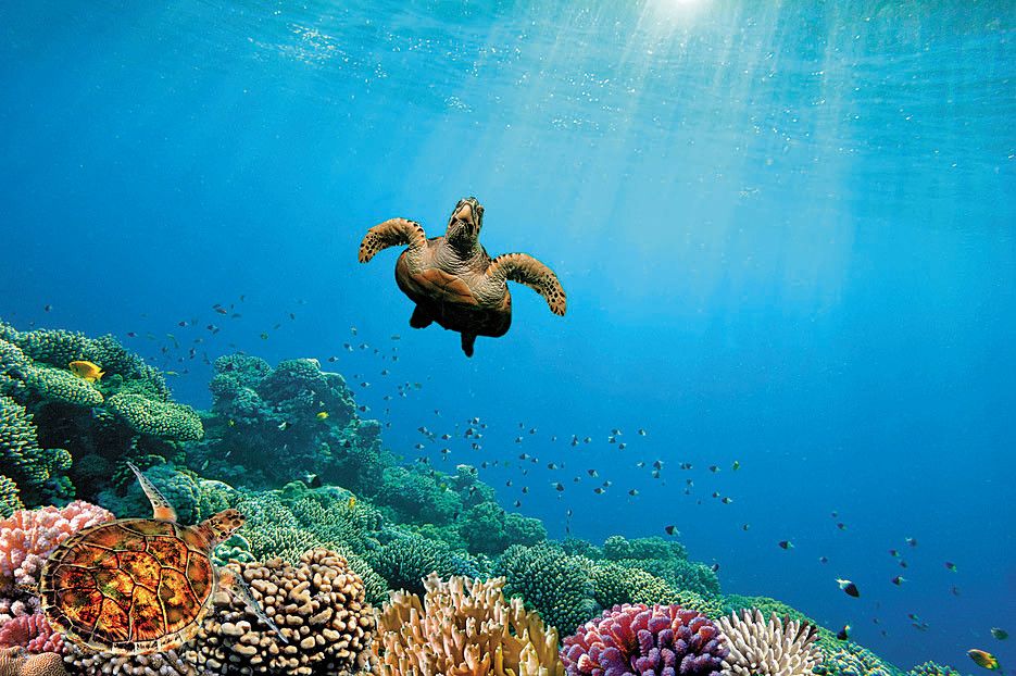 Unterwasserwelt im Roten Meer entdecken