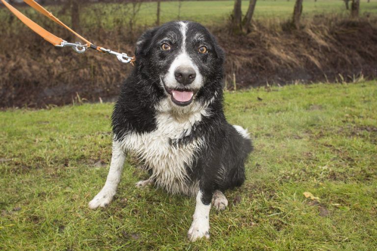 Border Collie Sucht Dringend Neues Zuhause „Wir haben immer mehr tierliebe Interessenten“ - Vorarlberger