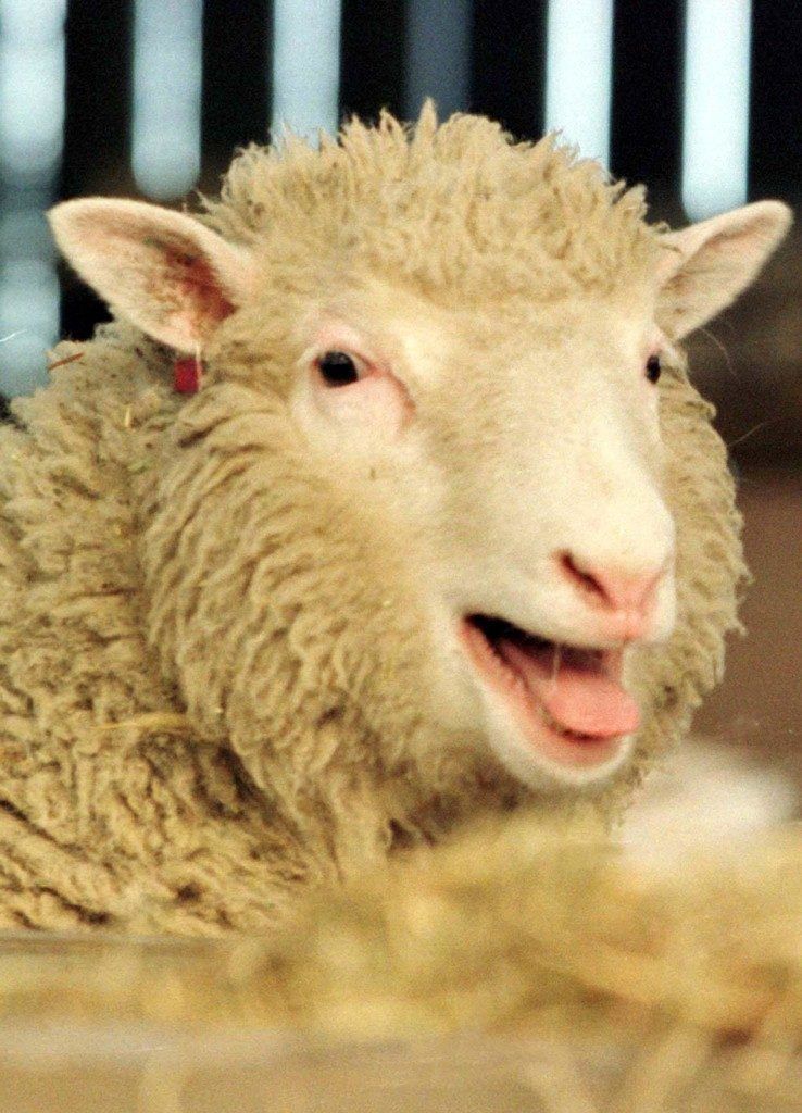 Gewichtige Gründe, warum Fleisch von geklonten Tieren nicht auf den Teller gehört.