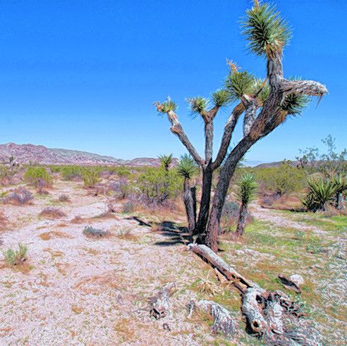 Joshua Tree Park in Arizona
