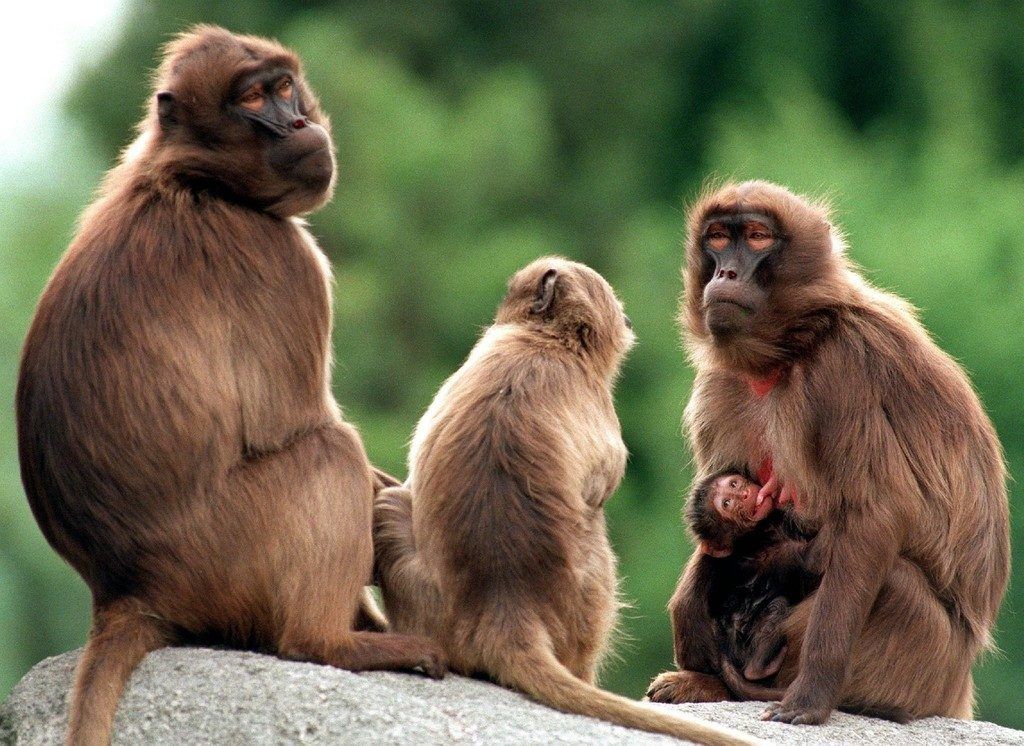 Wer herrscht denn da im Affen-Harem?