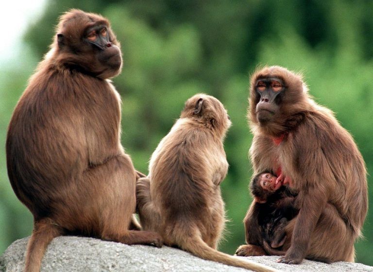 Die Dschelada-Weibchen suchen sich ihr Männchen aus. Foto: DPA