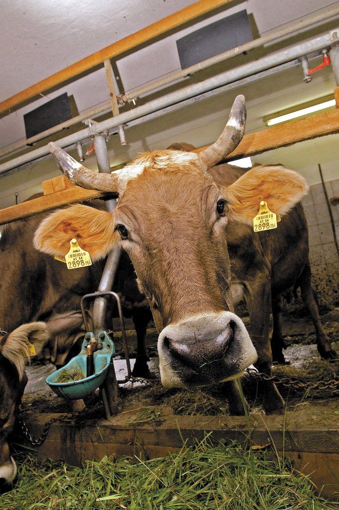 Gesundheitslandesrat Christian Bernhard (49) fordert Reformen im Veterinärbereich.
