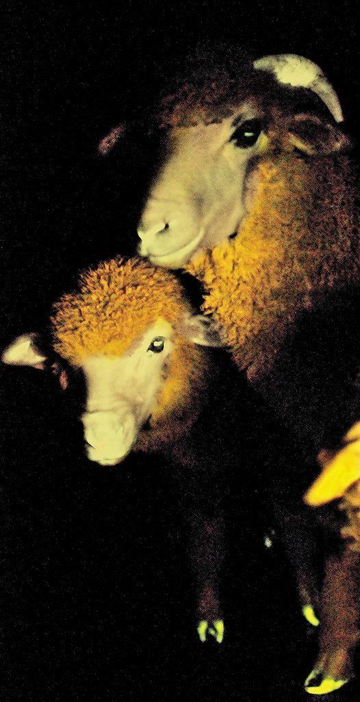 Genforscher haben ein leuchtendes Schaf kreiert