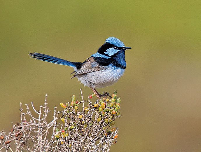 Passwort für Vogelkinder bei Fütterung