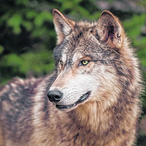 Der Wolf ist ­zurückgekehrt