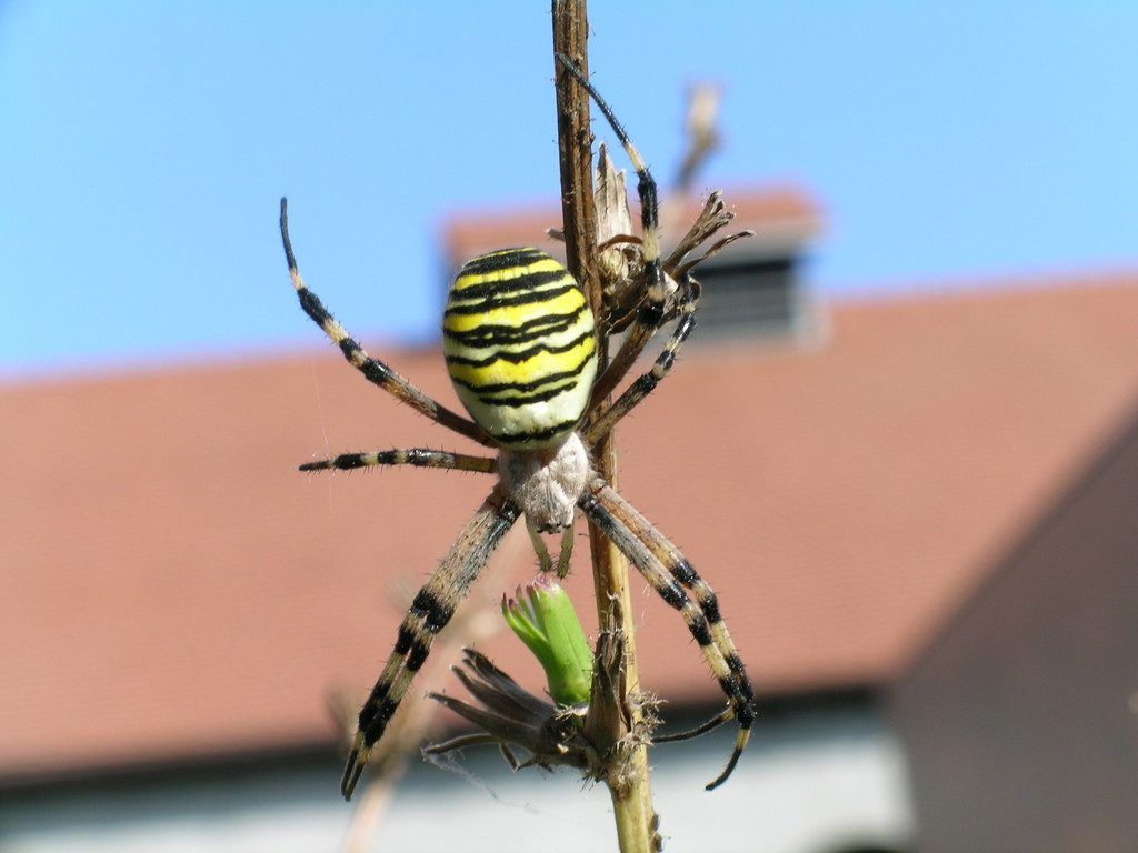 Auch bei Insekten und Spinnentiere gewinnt Vorarlberg an Internationalität.