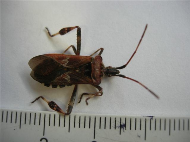 Die Zapfenwanze wurde aus dem mediterranen Raum in unsere Breiten eingeschleppt; hält sich gerne in der Nähe von Gärten und Häusern auf; ernährt sich vom Saft aus den Nadeln der Bäume.