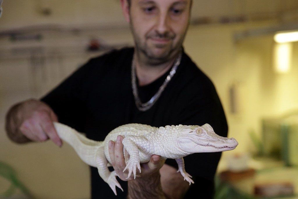 Weißer Alligator wird der Öffentlichkeit präsentiert