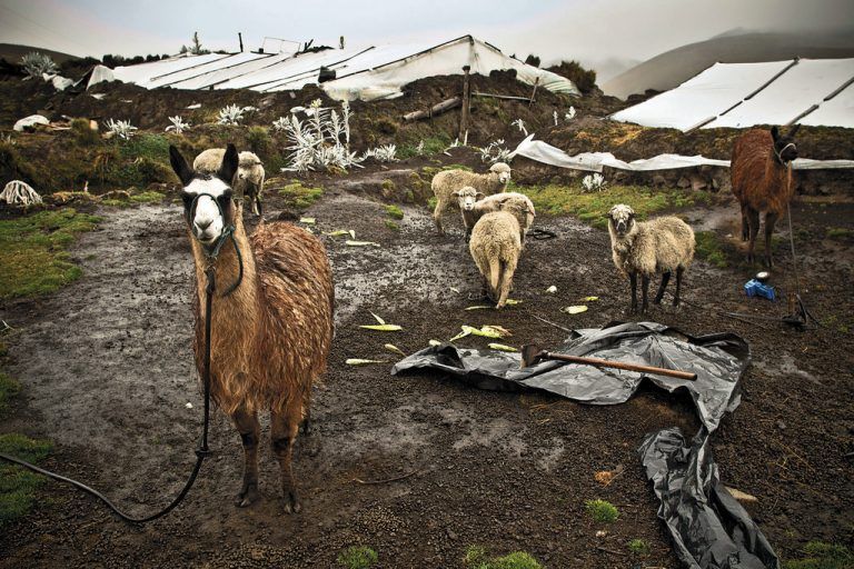 Ein Leben im Einklang mit der Natur, zusammen mit den Tieren und mit gesunder Kost aus Familiengewächshäusern in den ecuadorischen Anden. Fotos: MK