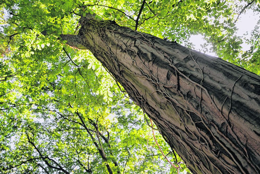 Natur: Unterwegs im Nationalpark Hainich