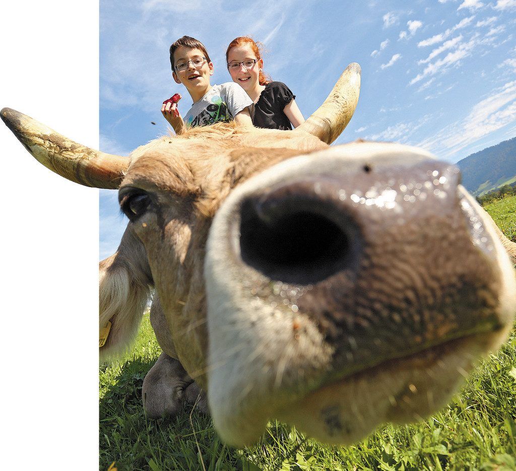 Beim Landwirtschaftsbetrieb von Familie Lingenhel aus Doren steht Qualität vor Quantität.