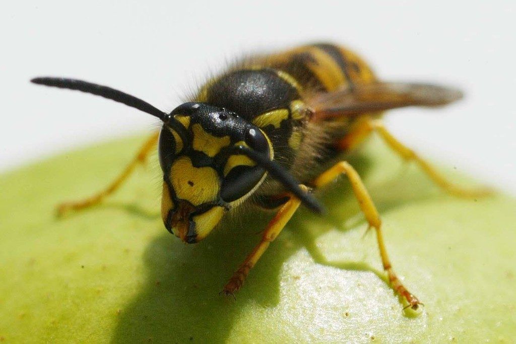 Milder Winter, feucht-warmer Frühling: Wespen, Mücken, Fliegen gedeihen prächtig.