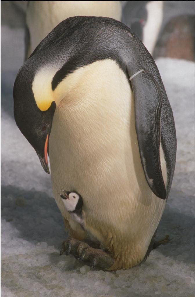 Kaiserpinguine brauchen Meereis