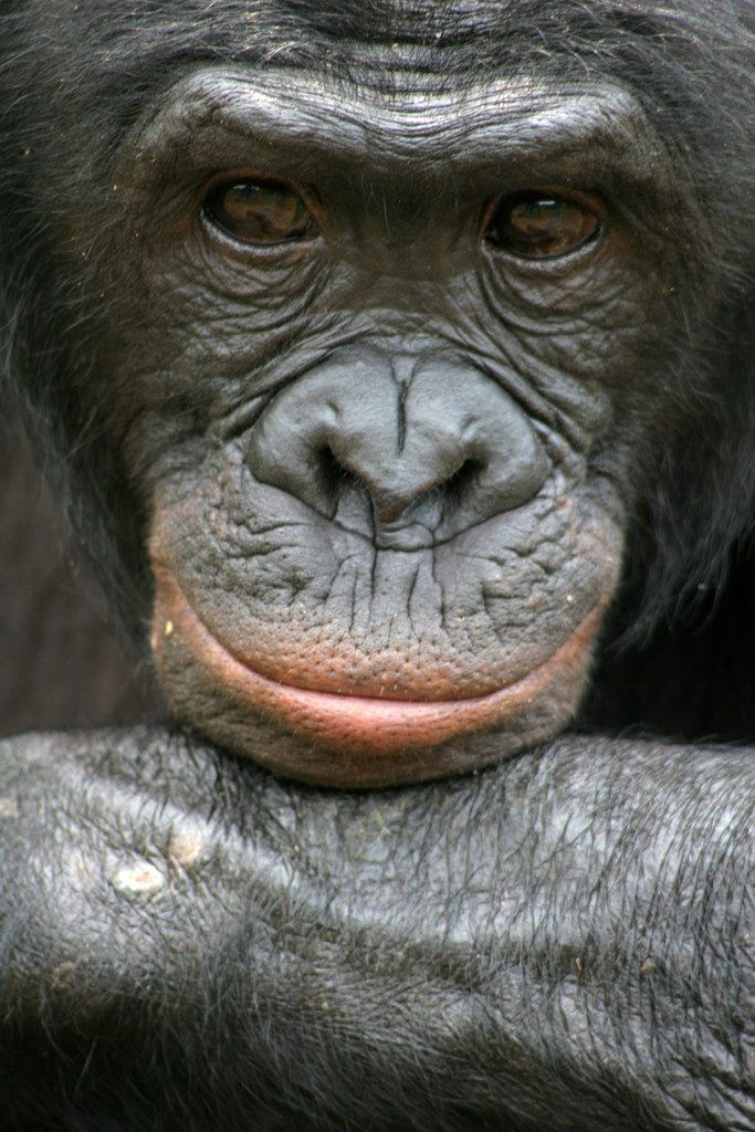 Bonobos teilen mit Fremden