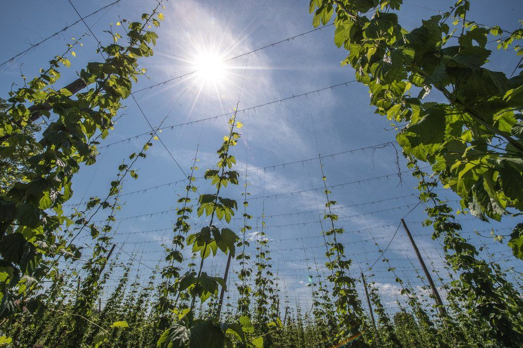 Auch Planeten beeinflussen die Sonne
