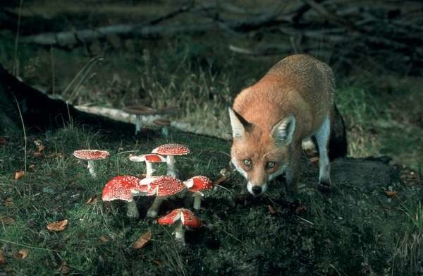 Gefährliche Parasiten in ganz Europa