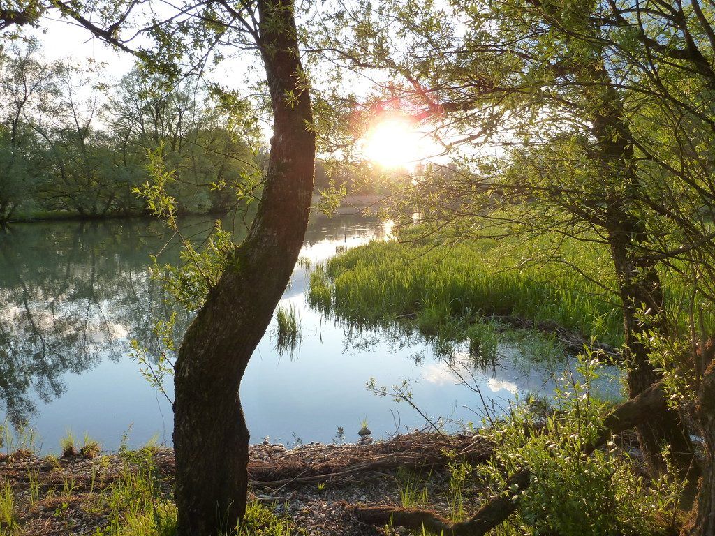 Schwerpunkt Auwälder