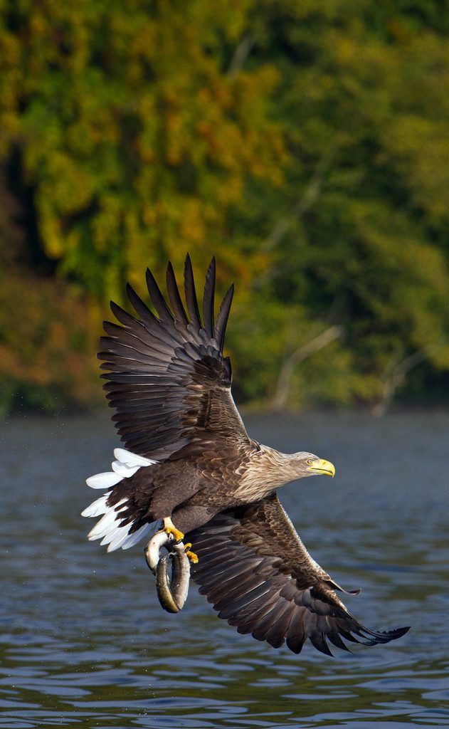 Sorge um Seeadler in Biosphärenreservat