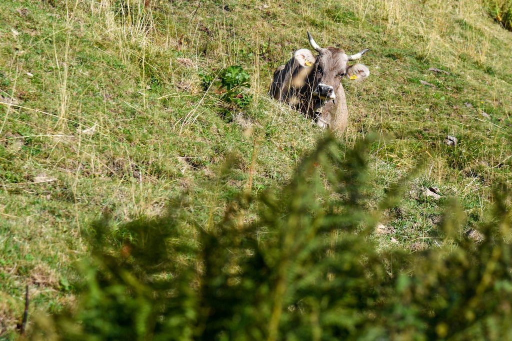 Nach Kuhurteil folgt Kodex für Wanderer und Ratgeber für Bauern