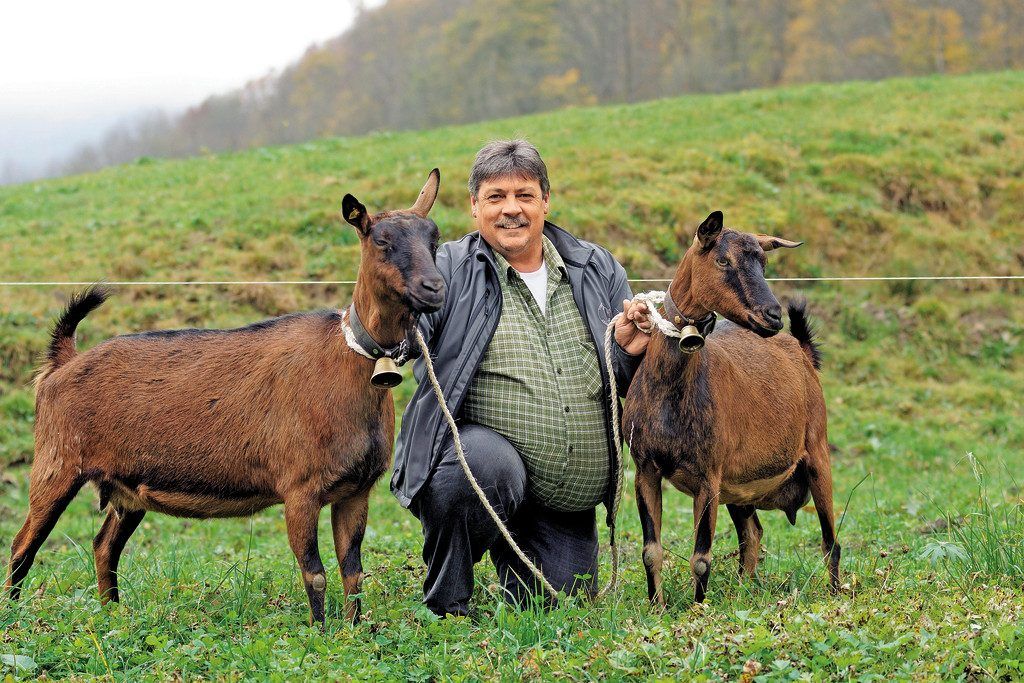 Auf die Ziege gekommen