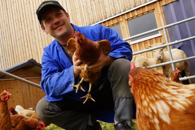 Glückliche Hühner: Jedes Huhn legt pro Tag ein Ei. Fotos: VN/Hartinger