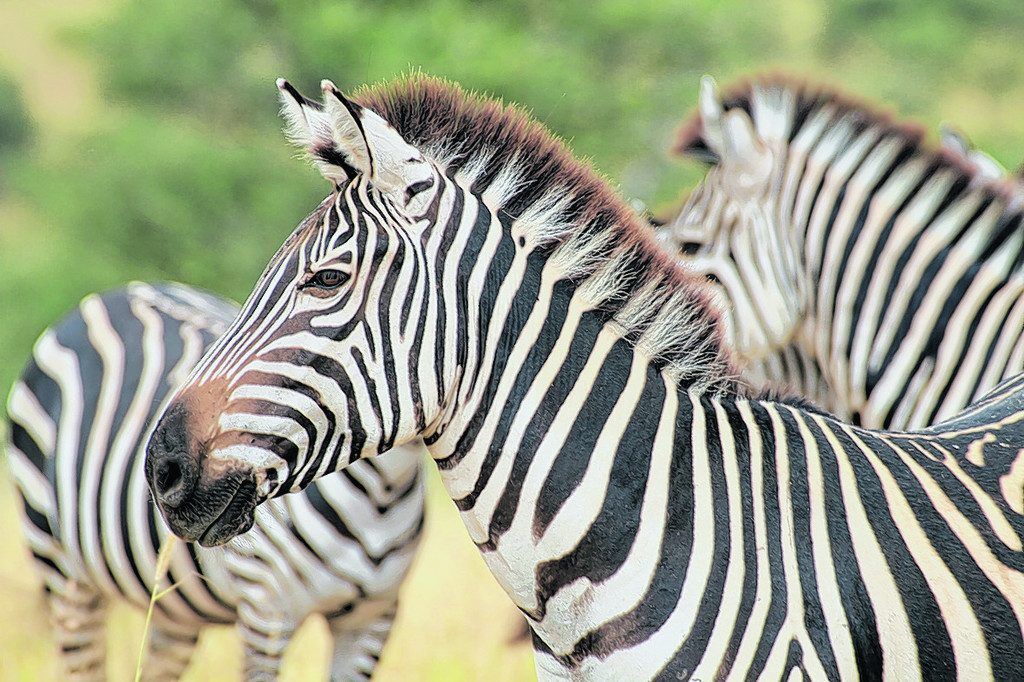 Nach dem Strand geht’s aufs Festland zur Safari