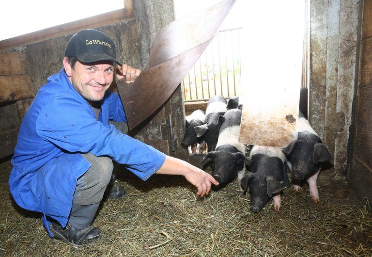 Hereinspaziert, ihr lieben Ferkel: Peter Gmeiner nimmt die jungen Schweine, die gerade vom Ausgang zurückkommen, in Empfang.