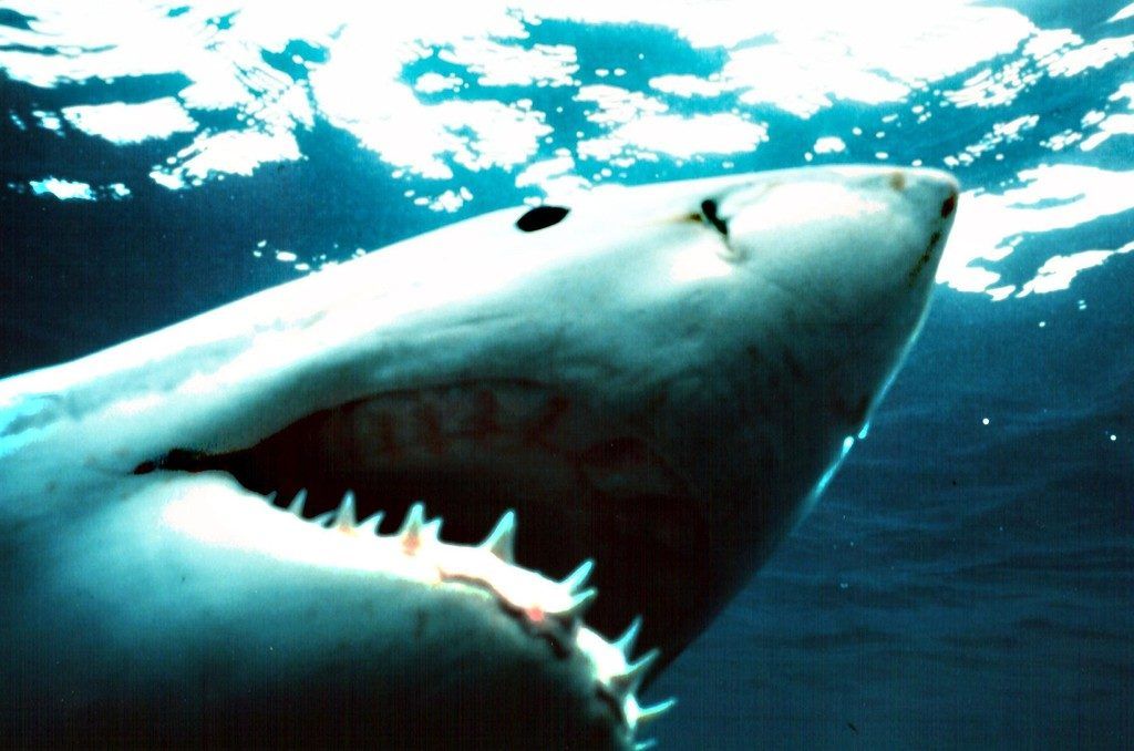 Klima könnte Hai-Attacken auslösen