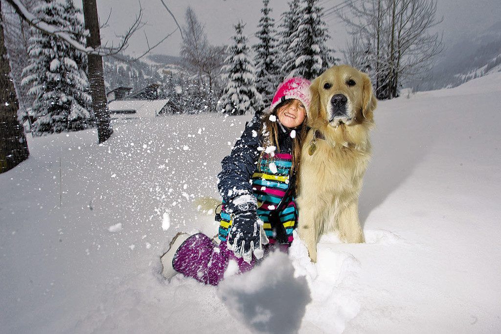 Der richtige Umgang  mit Hunden im Winter