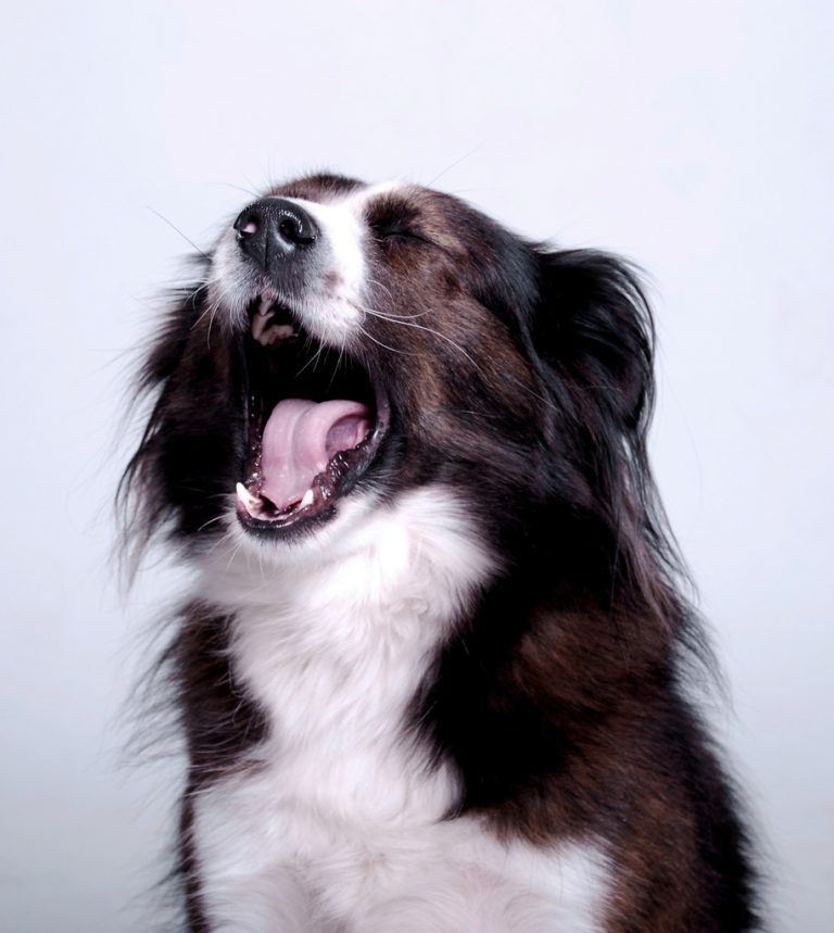 Hunde sind empathische Tiere und gähnen mit ihrem Besitzer mit.