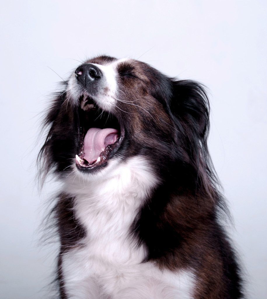 Gähnt der Besitzer,  tut das auch der Hund