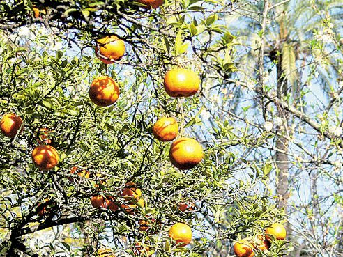 Orangen direkt vom Baum