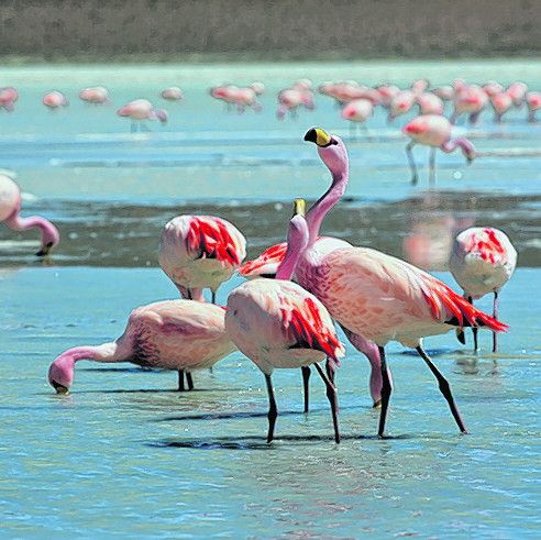 Schräge Vögel: Flamingos