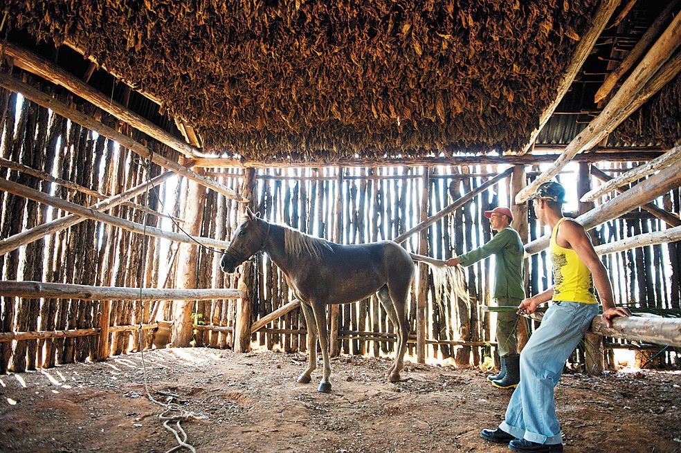 Tabakanbau und Natur im ländlichen Viñales
