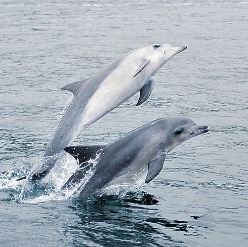 Mit Delfinen schwimmen