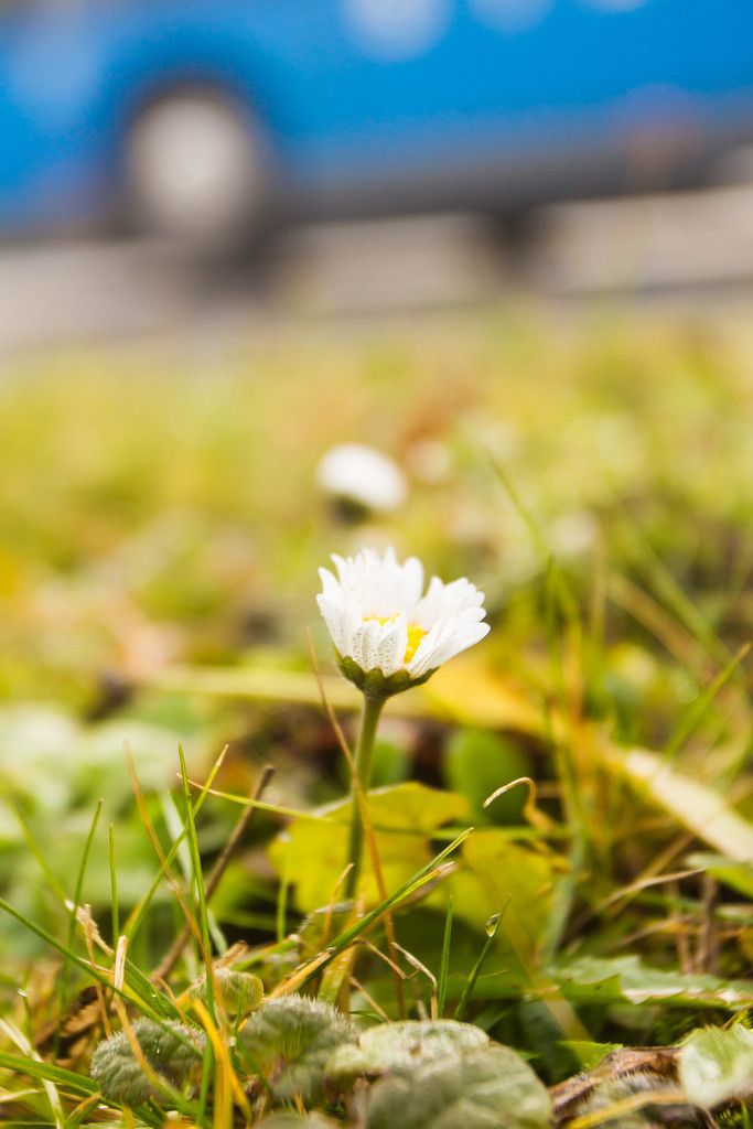 In Vorarlberg blühen bereits Gänseblümchen.  FOTO: VN/Steurer