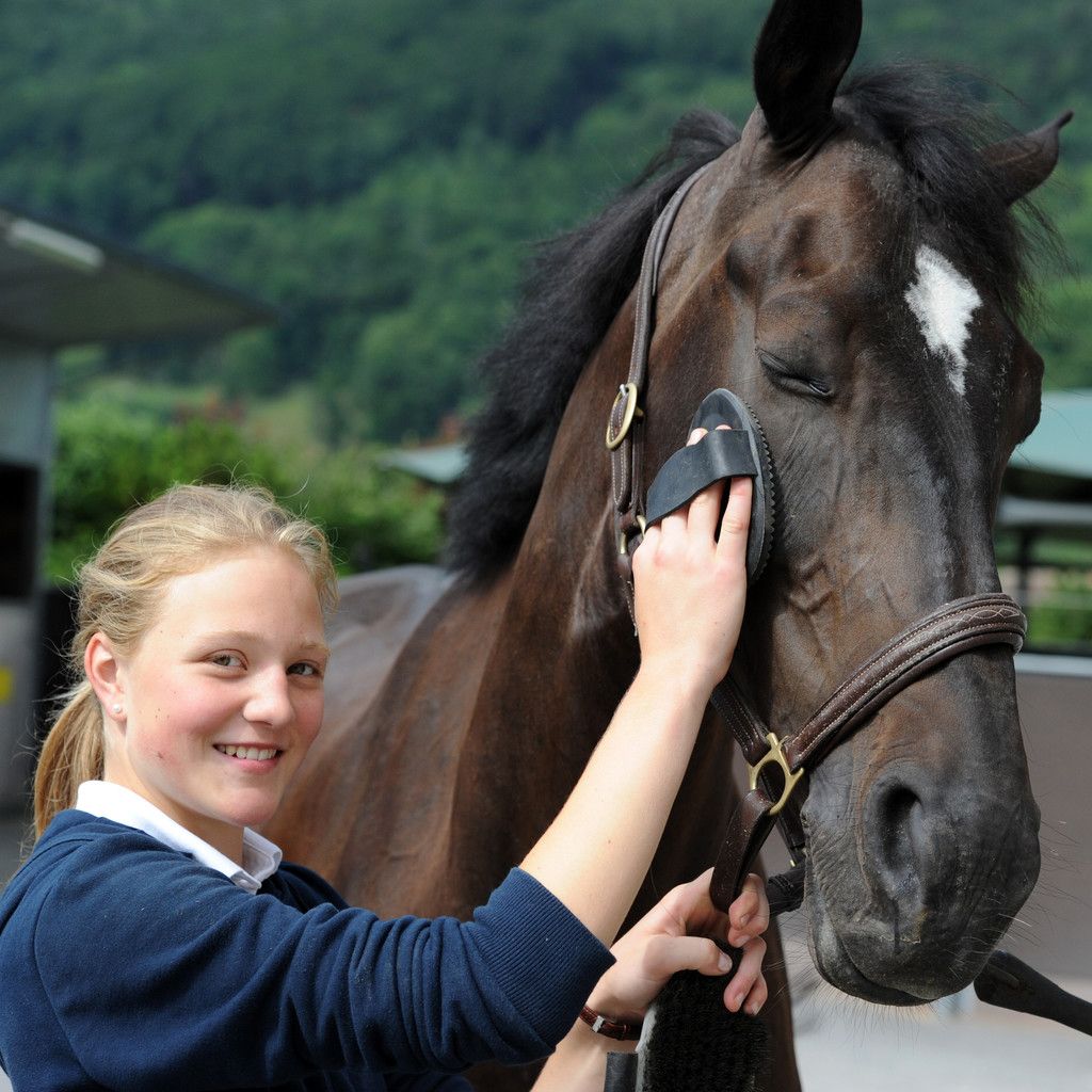 Alles dreht sich ums Pferd