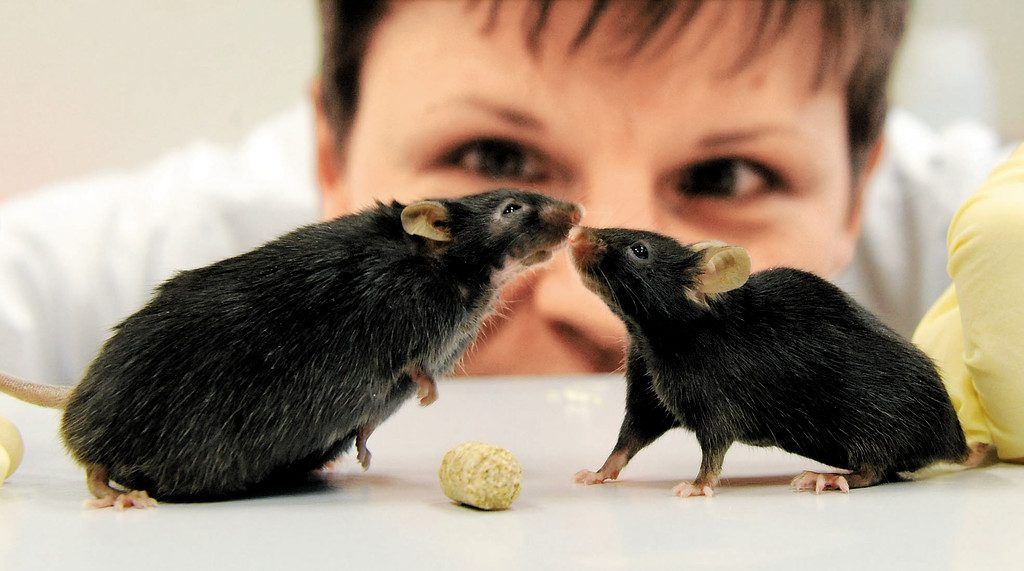 Alternativen zu Tierversuchen werden jetzt an der Universität Konstanz untersucht.