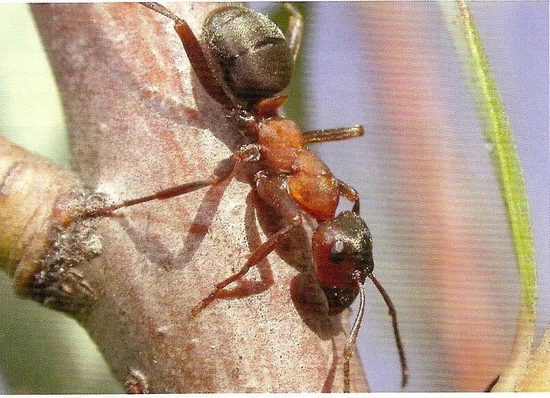Wie Insekten besser riechen