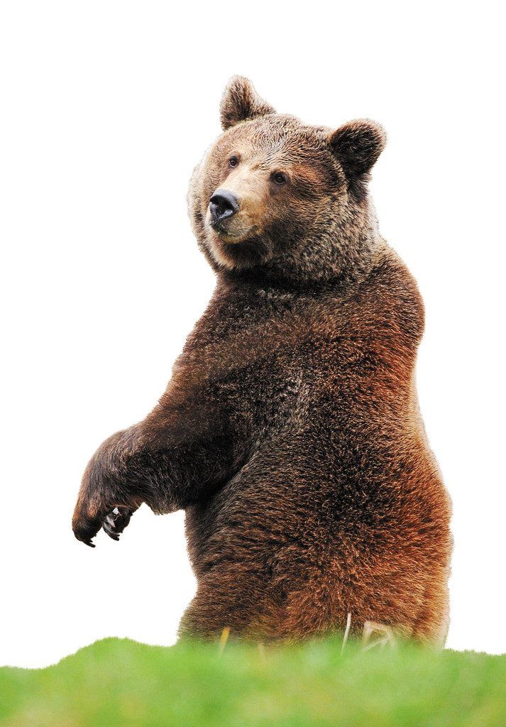Umfangreiche Bären-Infokampagne in Graubünden. In Vorarlberg „wären wir bereit“.