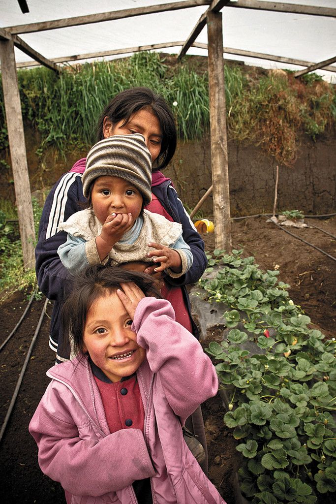 Ramiros Familie kann auf über 4000 Metern Höhe sogar Erdbeeren naschen.