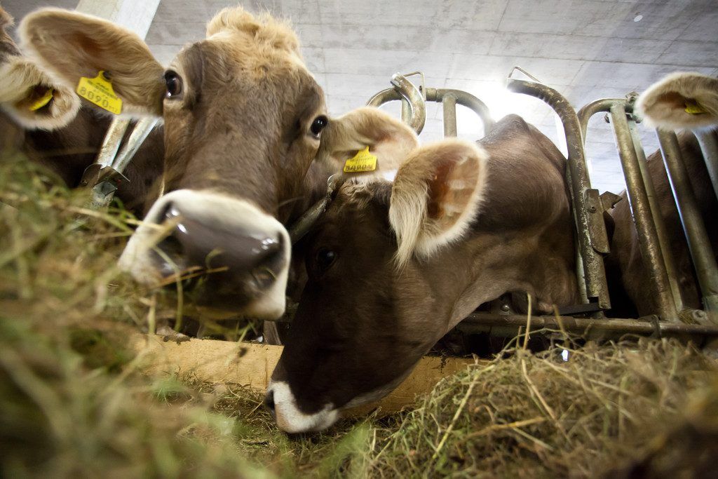 Behandler und Kontrolleur: Schwerer Vorwurf gegen Tierärzte wegen Unvereinbarkeit.