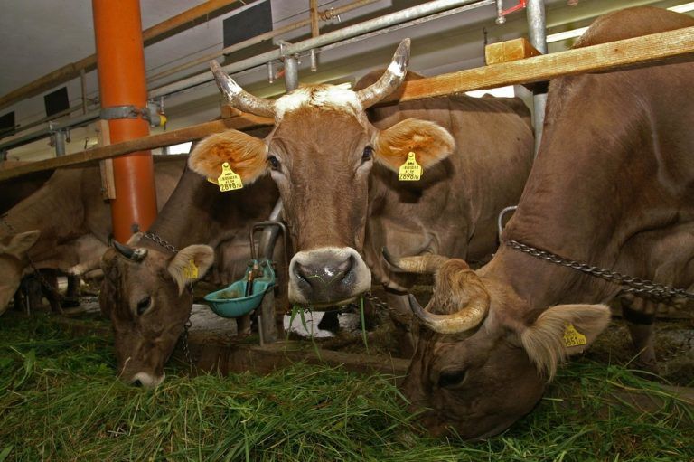 Auf vielen Bauernhöfen grassiert die Angst vor Rinder-TBC. Foto: Berchtold